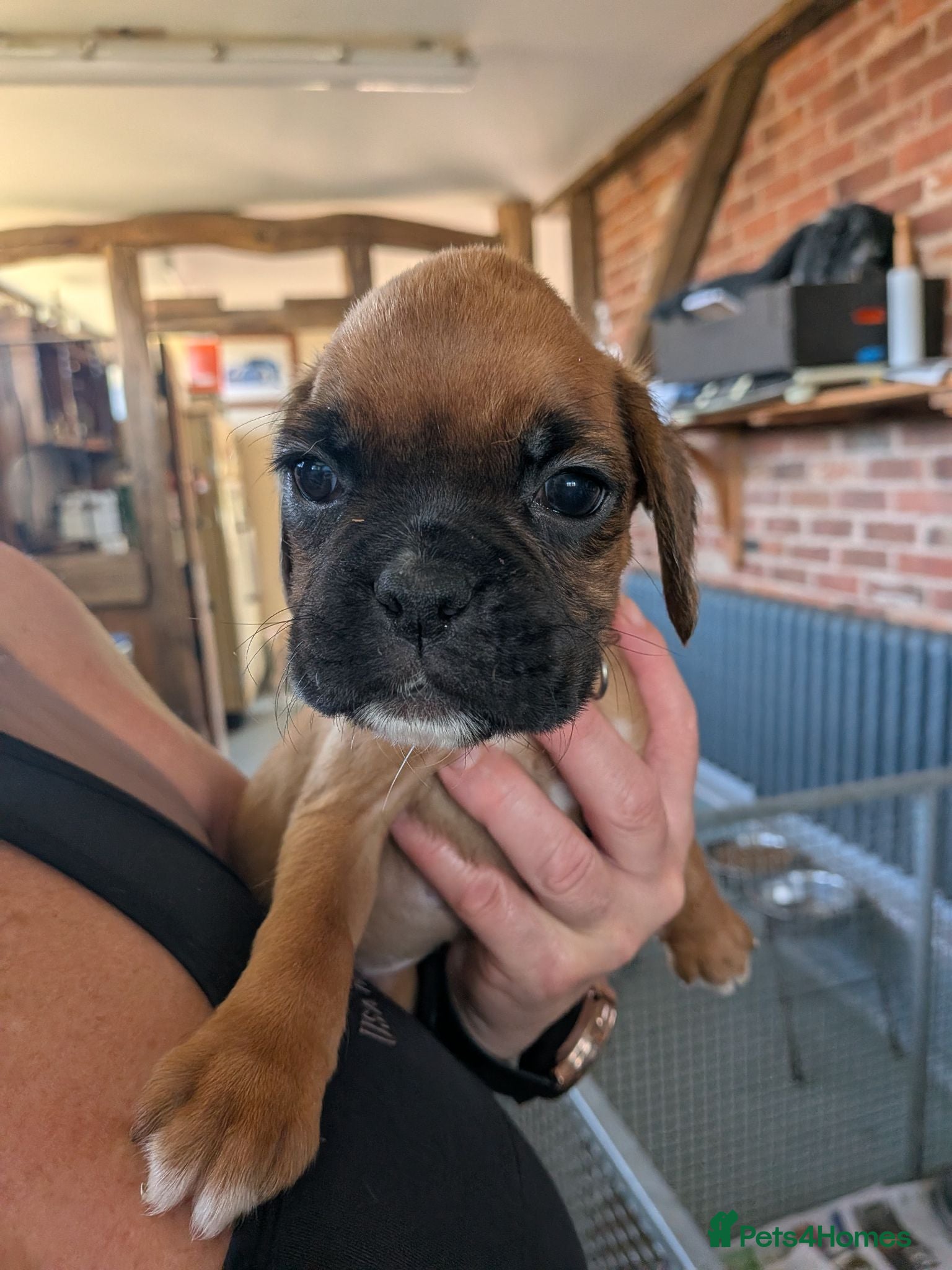Boxer dogs Red KC registered boxer puppies  - Advert 2
