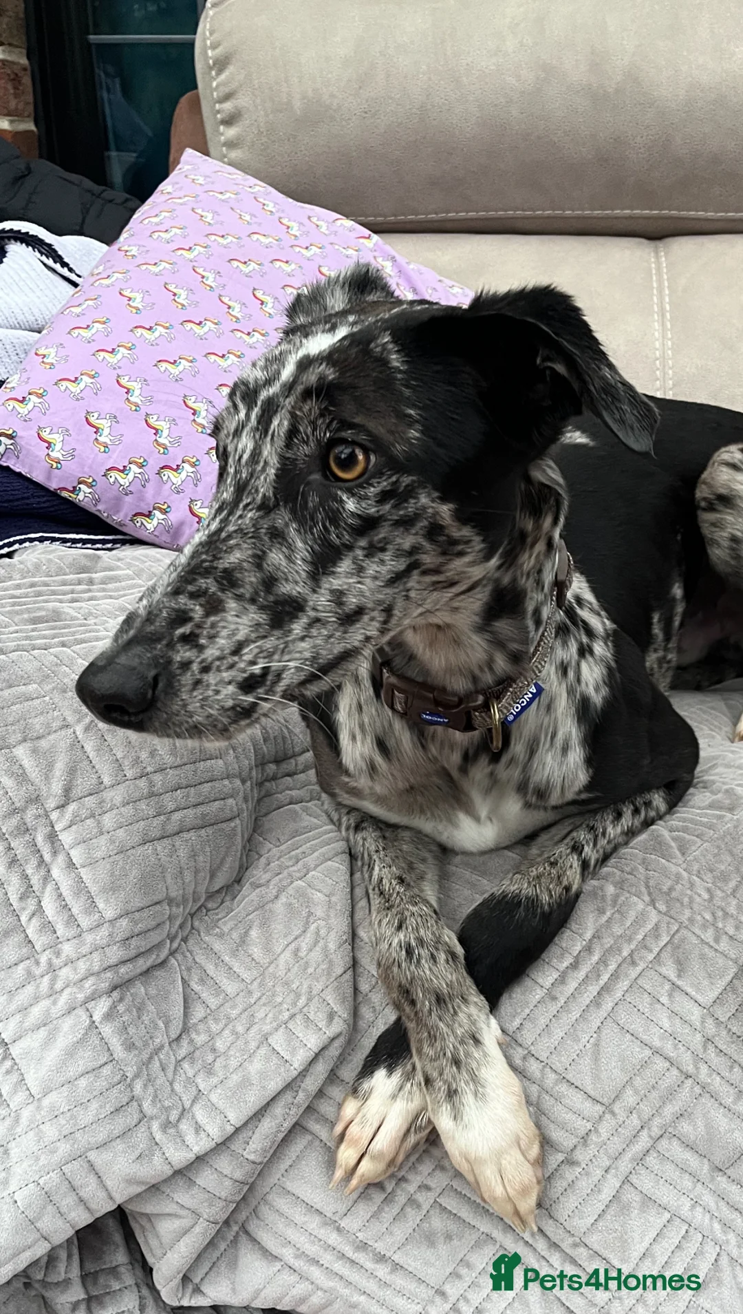 Mixed Breed dogs for sale: Beautiful 1 year old neutered male - Advert 1