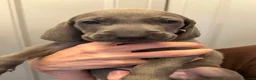 Weimaraner dogs for sale: KC reg male and females  - Advert 4