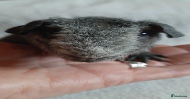 Guinea Pig rodents - Advert 16