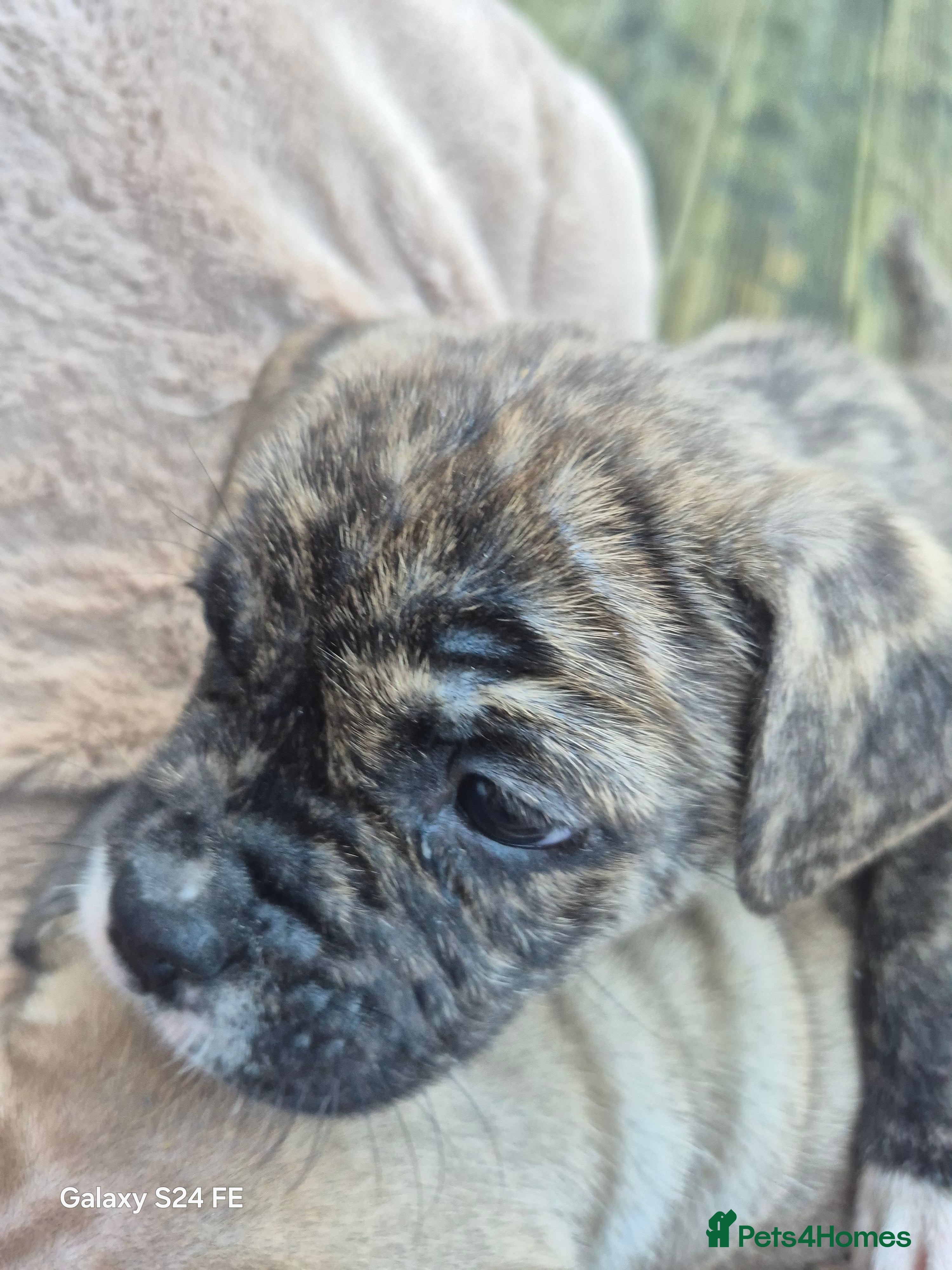 Mixed Breed dogs Staffie cross french bulldog puppies  - Advert 19
