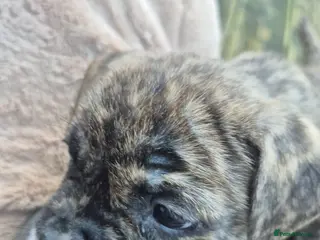 Mixed Breed dogs Staffie cross french bulldog puppies - Advert 19