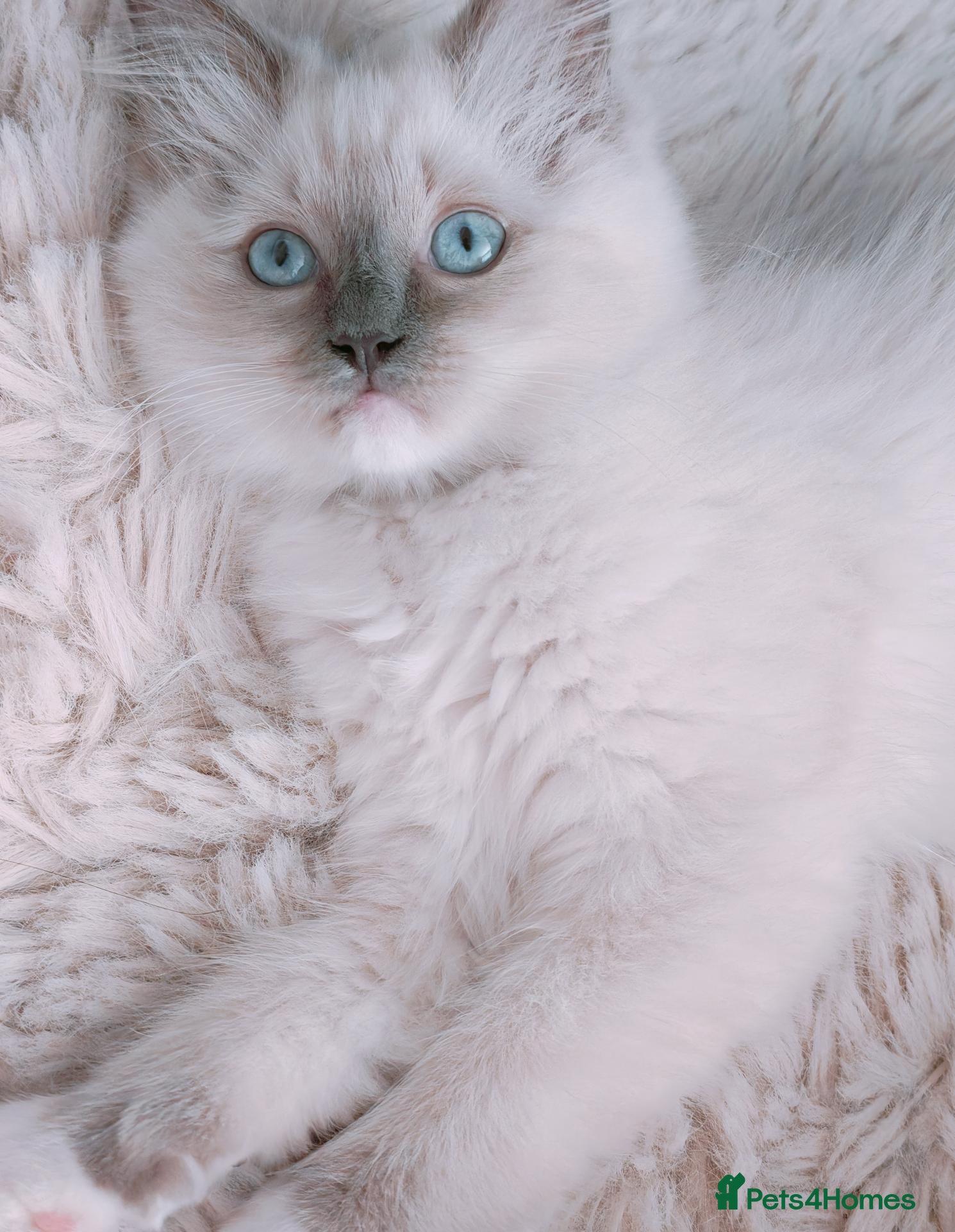Ragdoll cats Raised with Love, looking for forever homes 🏠❤️ - Advert 2