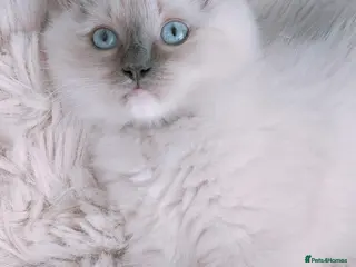 Ragdoll cats Raised with Love, looking for forever homes 🏠❤️ - Advert 2