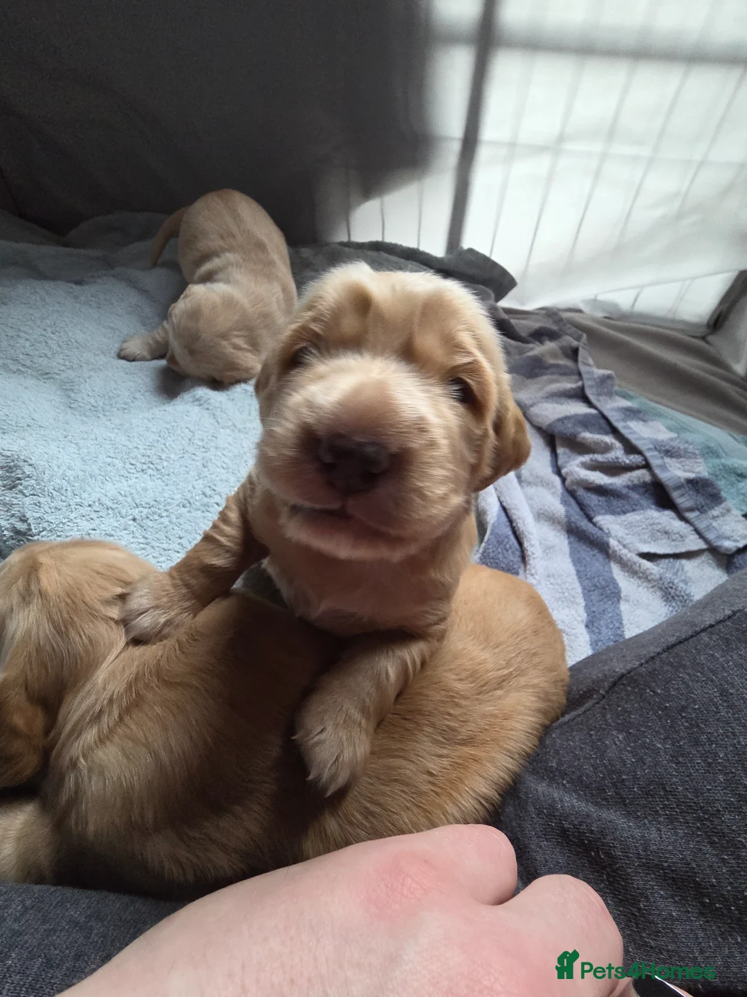 Cocker Spaniel dogs for sale: Cocker Spaniel X Pups  - Advert 11