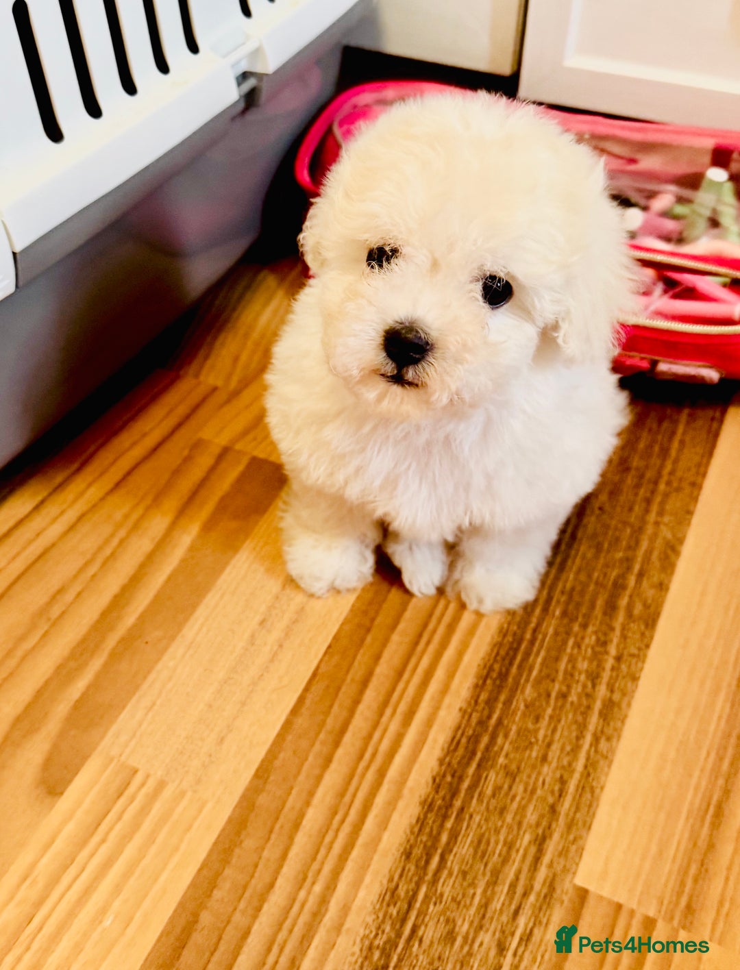 Maltipoo dogs for sale: Gorgeous Maltipoo Puppies  - Image 9