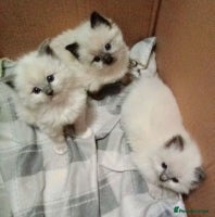 Ragdoll cats RAGDOLL KITTENS 100% PUREBRED STOKE - Advert 2