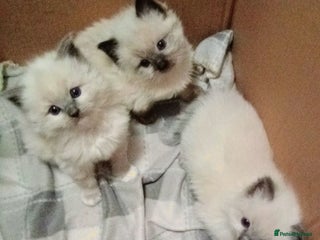 Ragdoll cats 😍🐾😻RAGDOLL KITTENS 100% PUREBRED STOKE 😍🐾😻 - Advert 2
