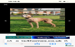 Italian Greyhound dogs for sale: Tiny cream and white Italian Greyhound boys - Image 9