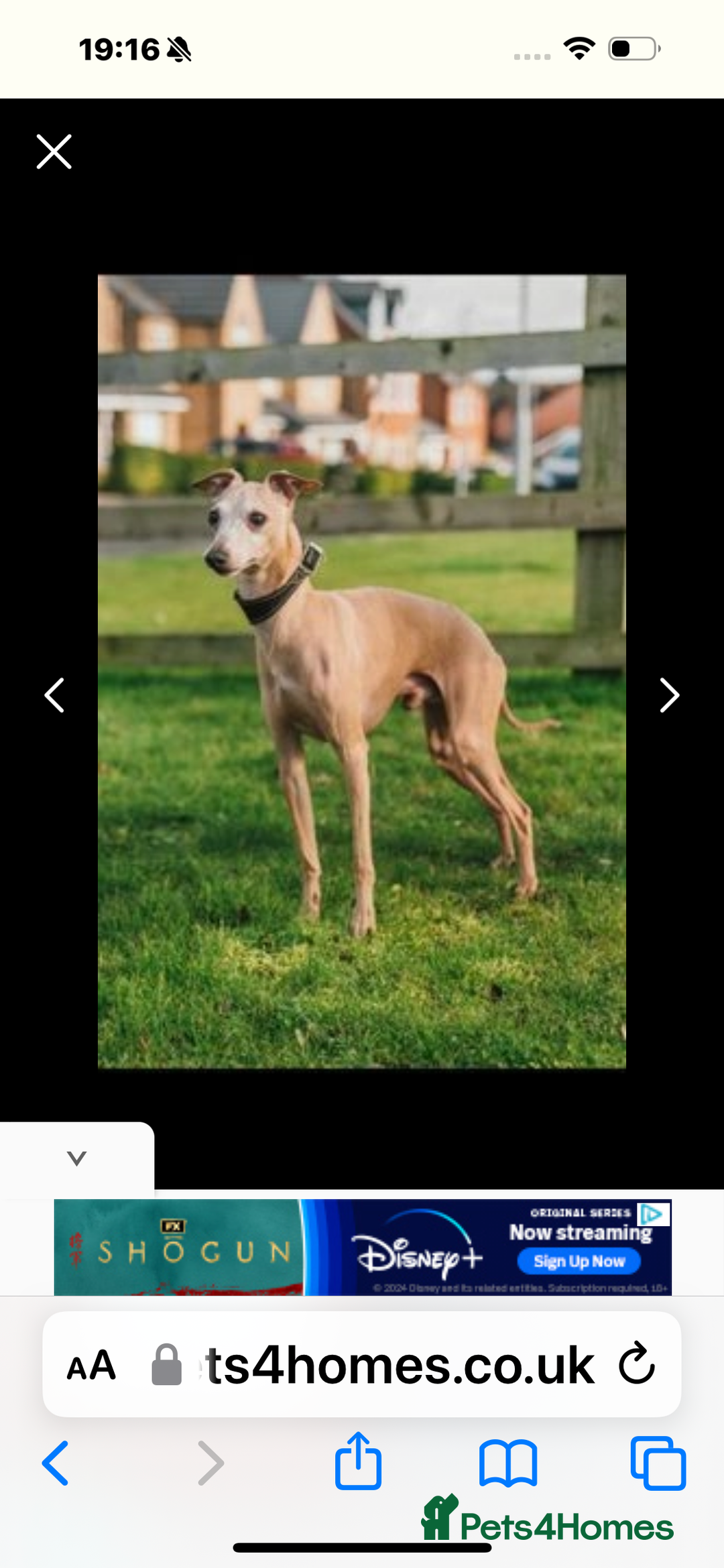 Italian Greyhound dogs for sale: Tiny cream and white Italian Greyhound boys - Image 9