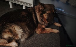 Shepsky dogs for sale: shepsky puppies  - Advert 1