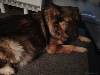 Shepsky dogs shepsky puppies - Advert 3