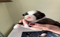 Tibetan Terrier dogs for stud: Tibetan Terrier for Stud Duties - Image 11