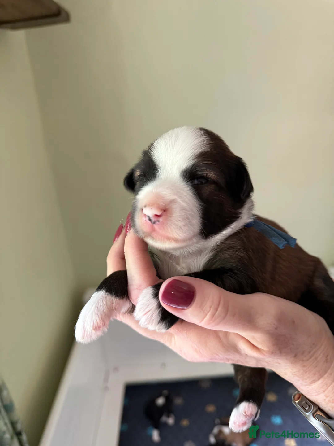 Tibetan Terrier dogs for stud: Tibetan Terrier for Stud Duties - Advert 10