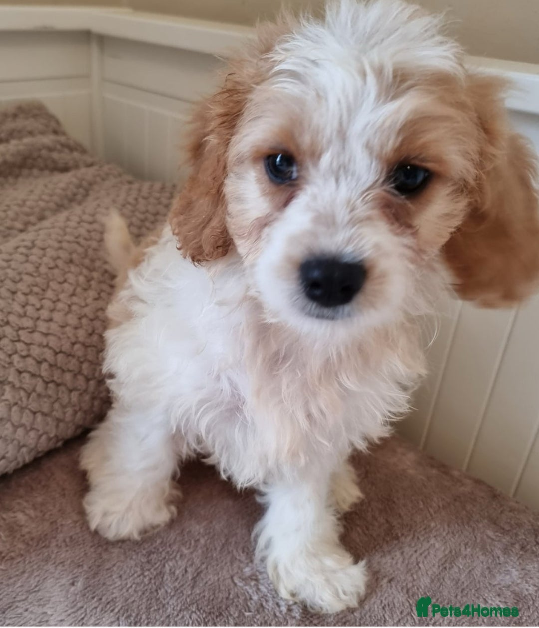 Cavapoo dogs for sale: Beautiful Blenheim cavapoo puppies - Image 2