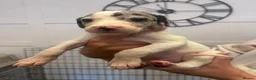Lurcher dogs for sale: Lurcher pups  in Sheffield - Advert 8