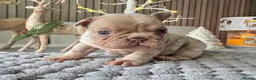 French Bulldog dogs for sale: Kc registered new shade french bulldog puppies  - Advert 13
