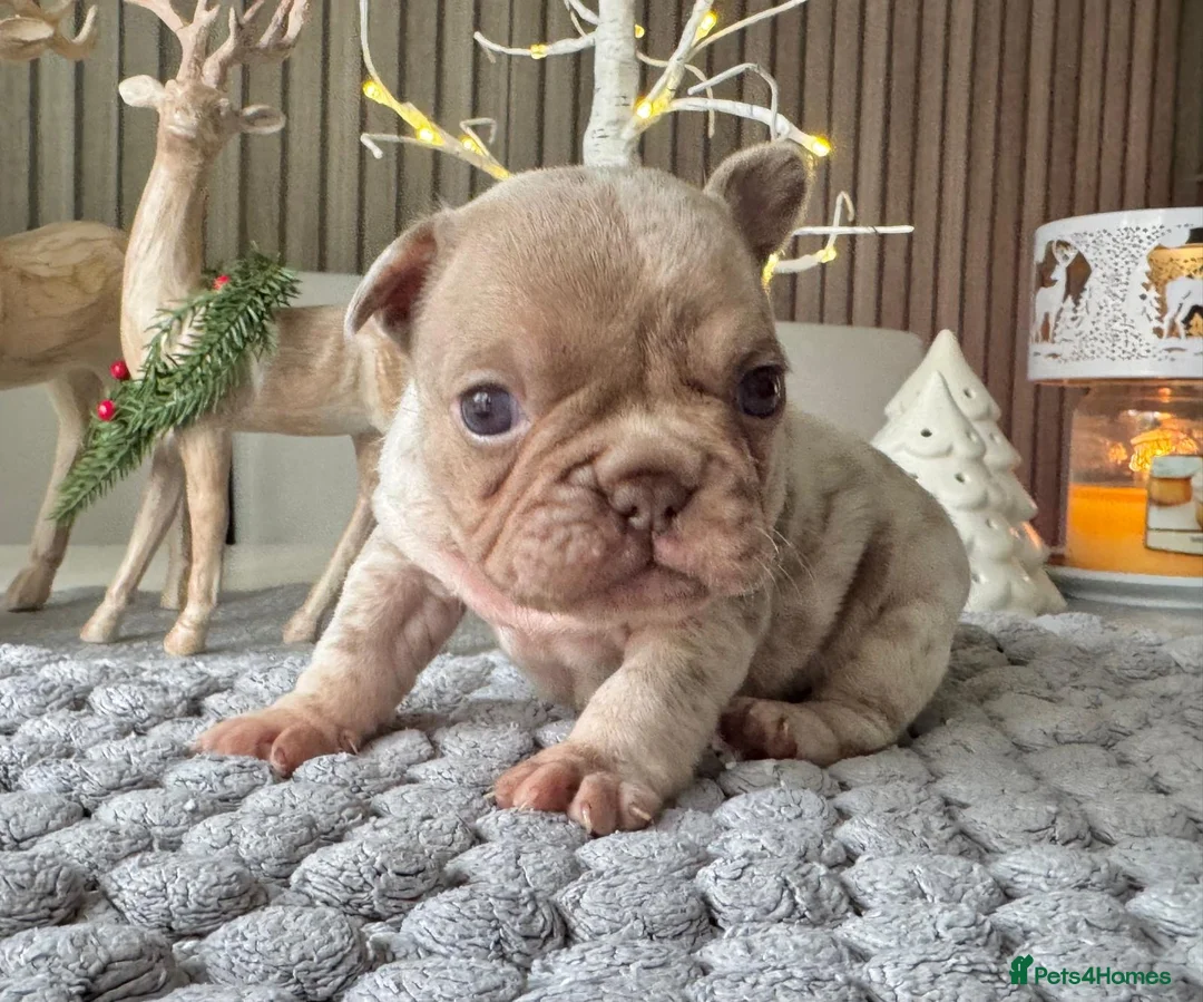 French Bulldog dogs for sale: Kc registered new shade french bulldog puppies  - Advert 13