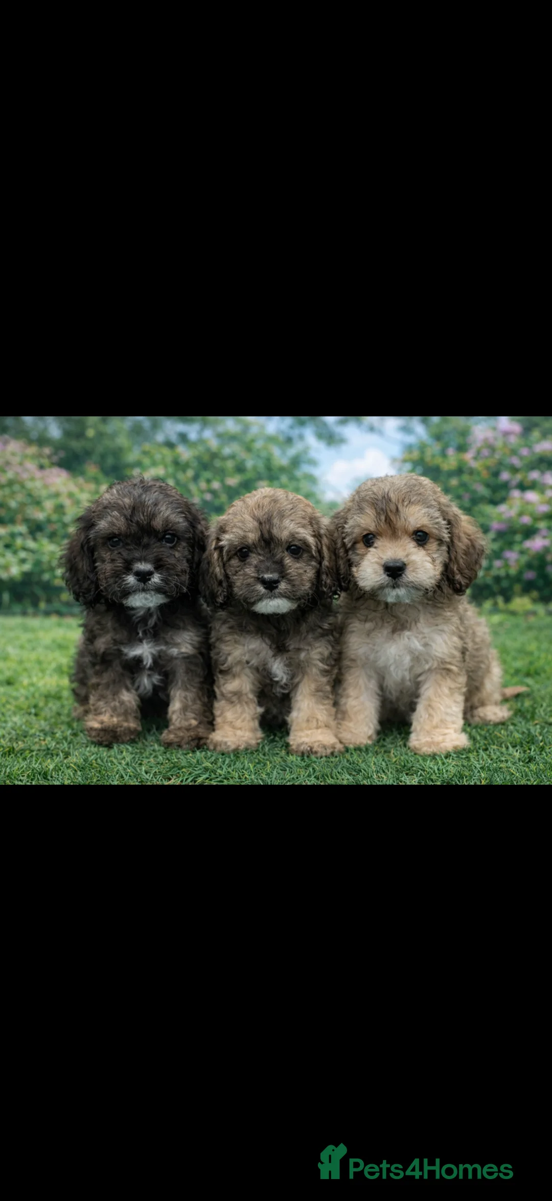Cockapoo dogs for sale: Adorable cockapoo puppies 🐶  - Advert 2