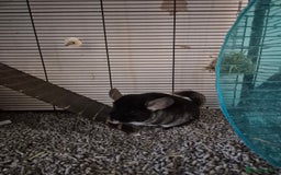 Chinchilla rodents for sale: Two female bonded chinchillas - Image 5
