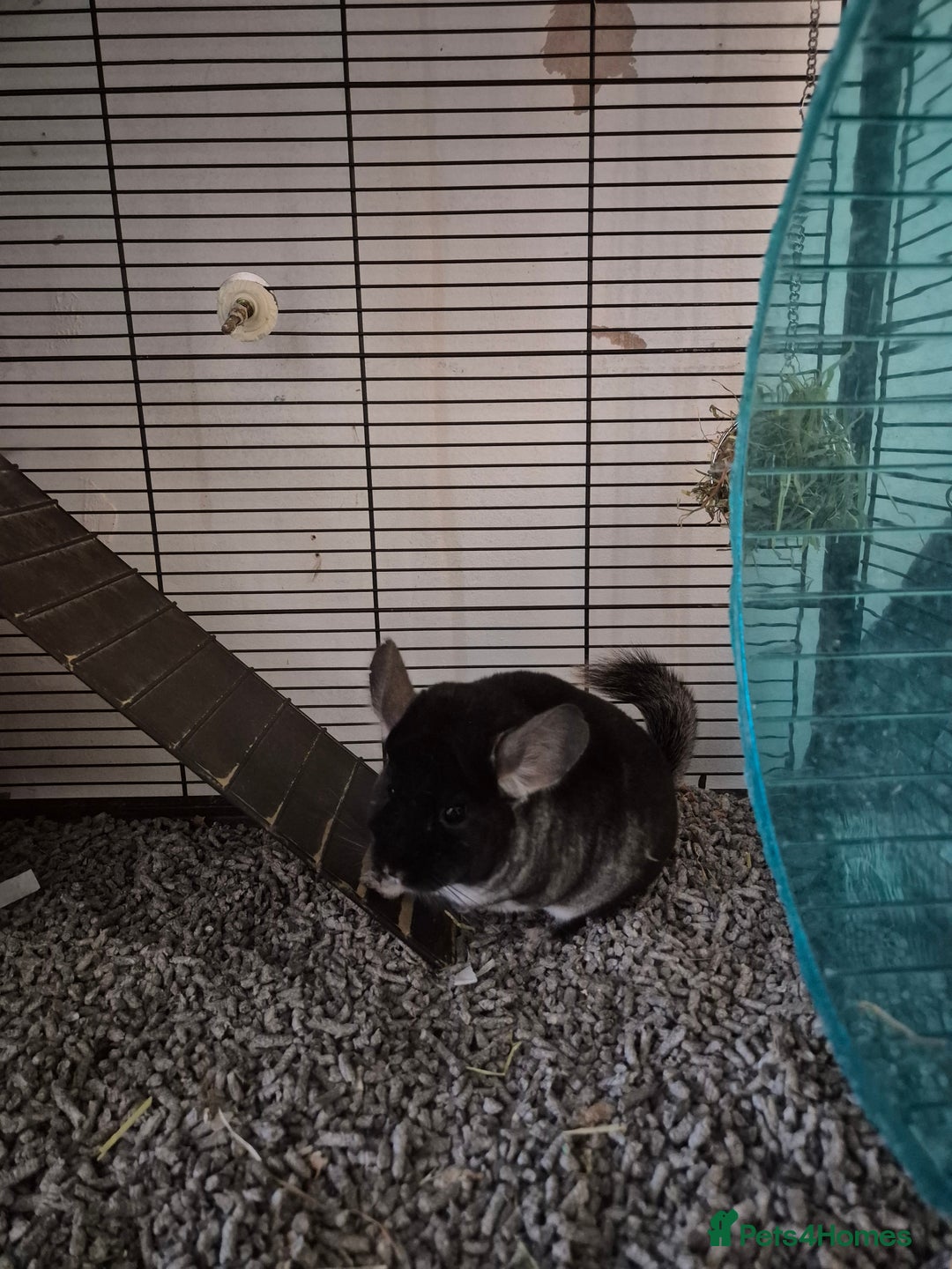 Chinchilla rodents for sale: Two female bonded chinchillas - Image 5