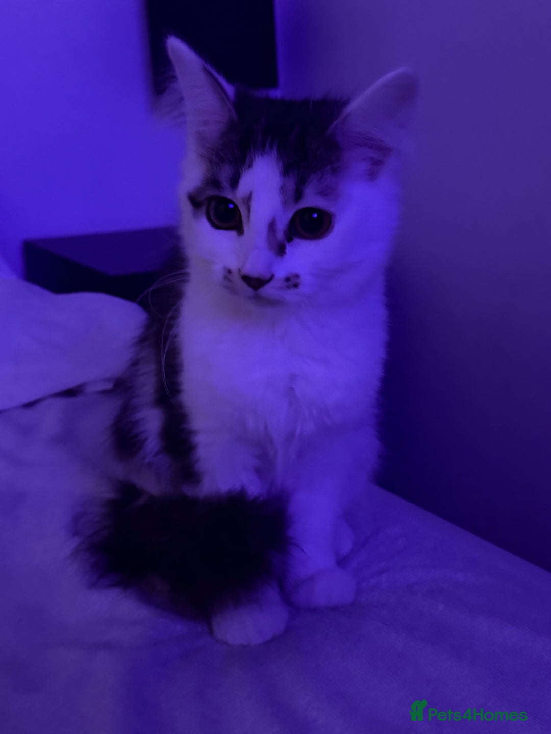 British Longhair cats for sale: 2 female kittens  - Advert 2