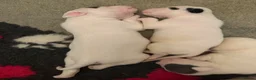 Mixed Breed dogs for sale: Lovely set mastiff x puppies here ❤️ - Advert 4
