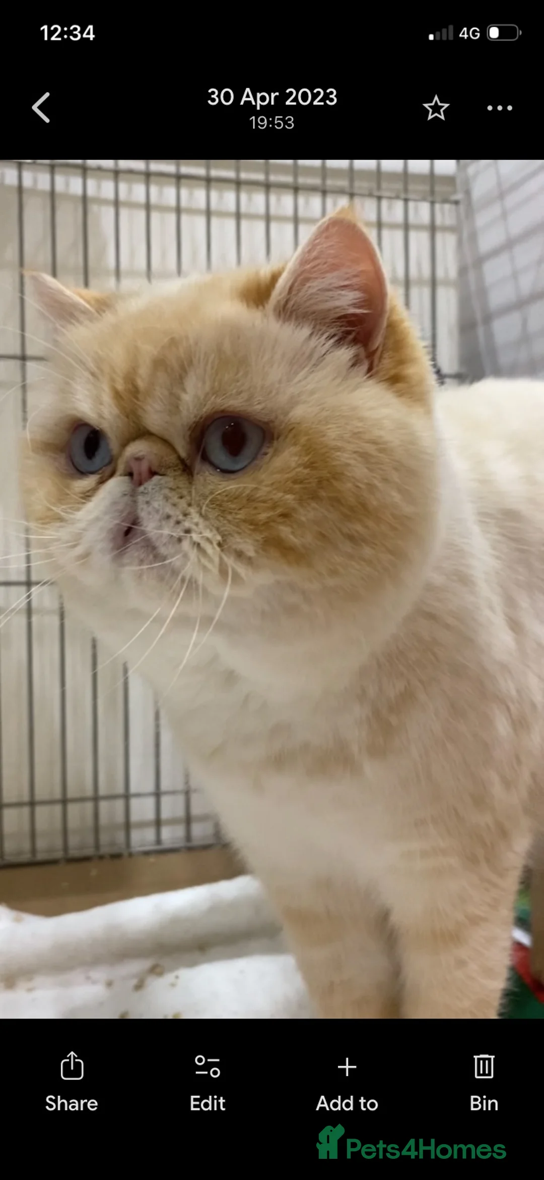 Exotic cats for sale: Colour Point Exotic Kittens GCCF Registered  - Advert 2