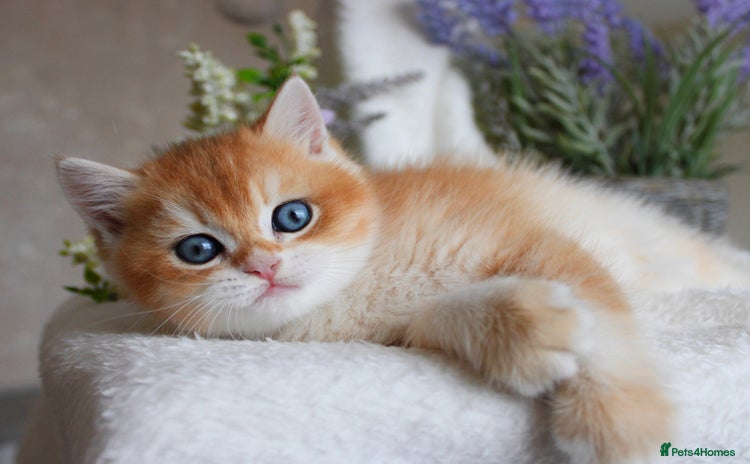 Scottish Fold cats - Advert 1