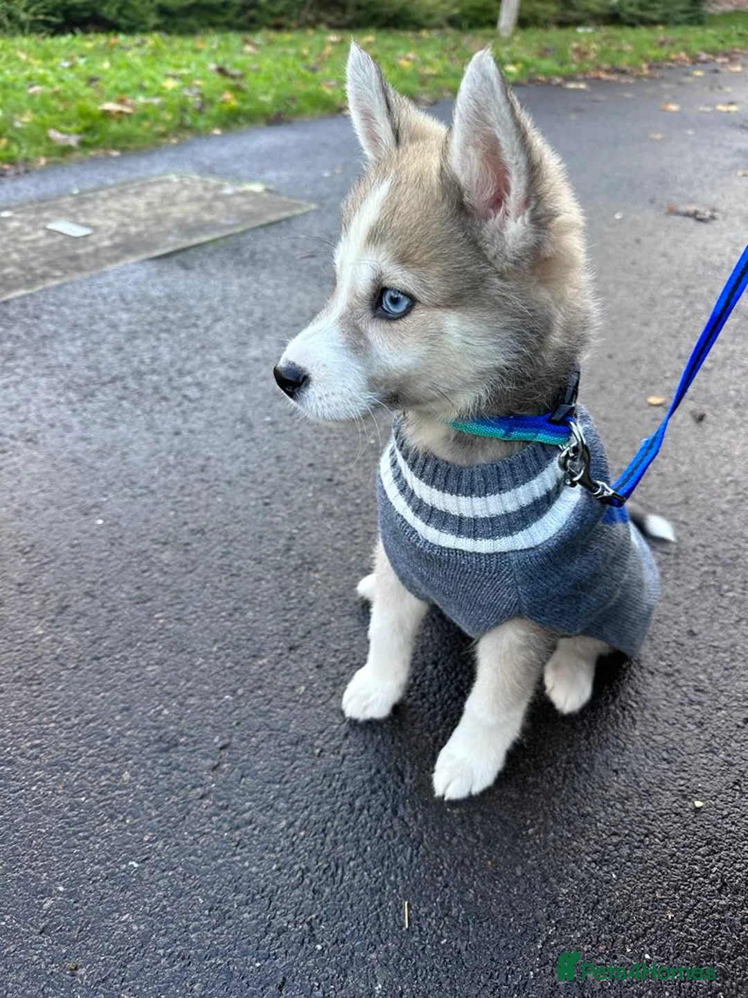 Pomsky dogs for stud: Proven quality F2 proven stud in Andover - Advert 16