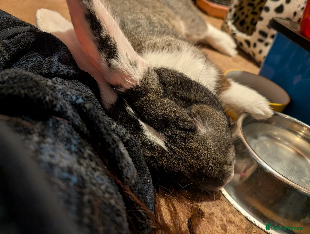 Continental Giant rabbits for sale: Continental giant Bunjovi - Advert 4