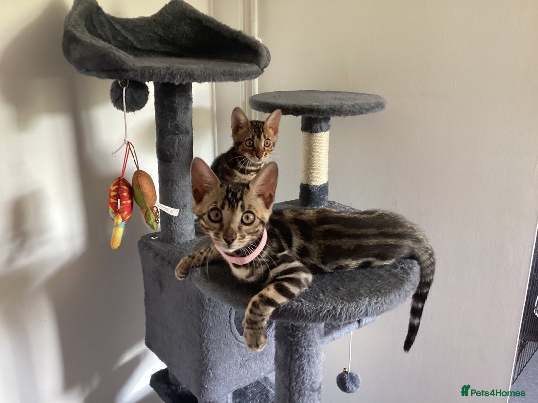 Bengal cats for sale: Bengal kittens READY NOW TICA reg pedigree  in Blandford Forum - Image 22