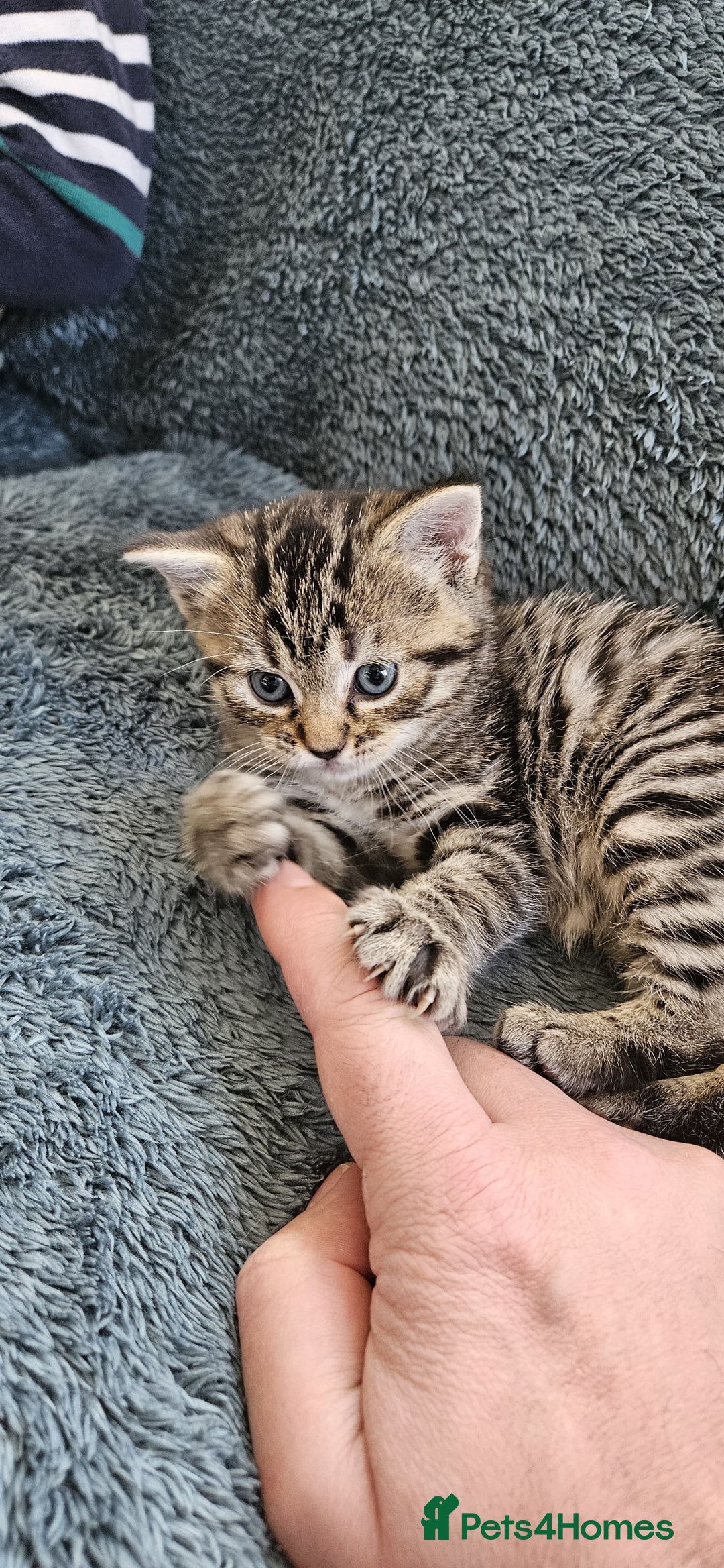 Tabby Cat Girl Kittens For Sale Cheap Ragdoll Cross Tabby Kittens