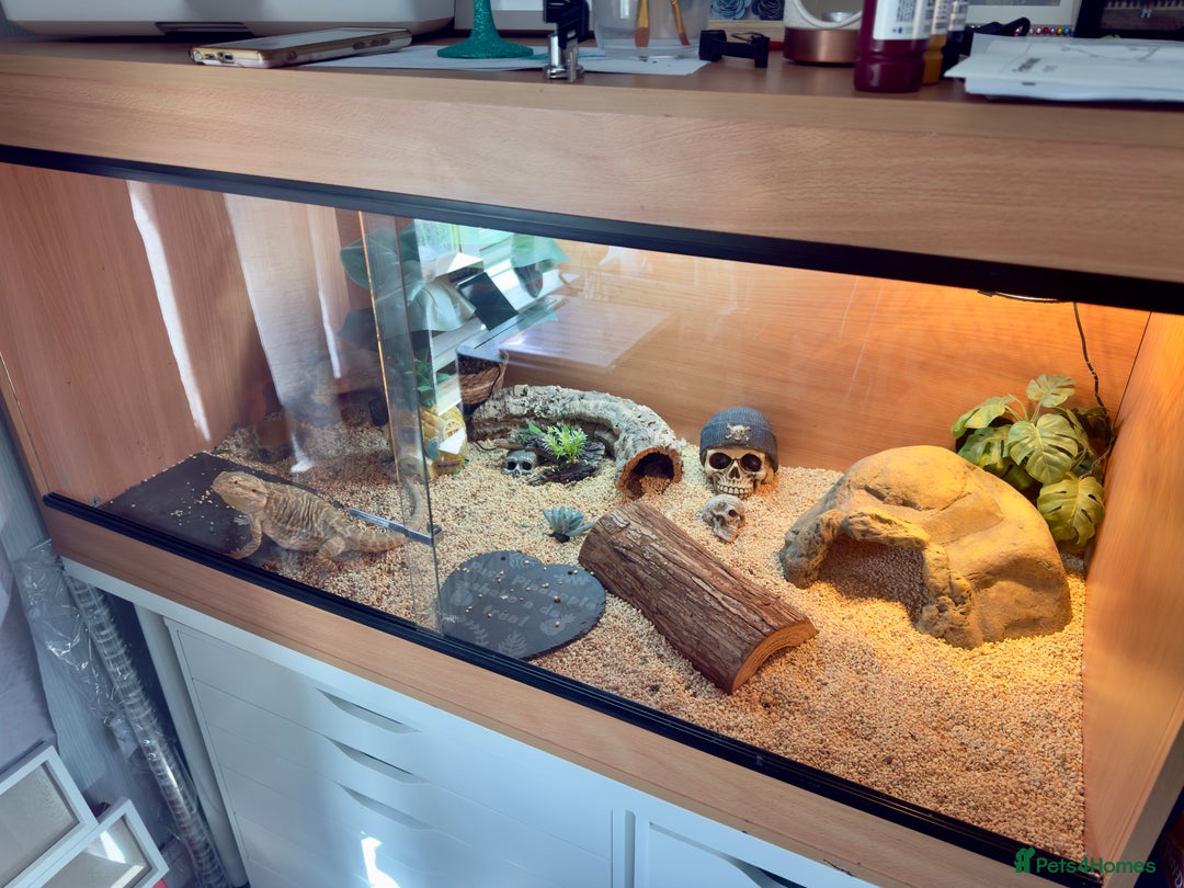 Bearded Dragon reptiles for sale: 4ft x 2ft x 2ft viv and bearded dragon  - Image 4
