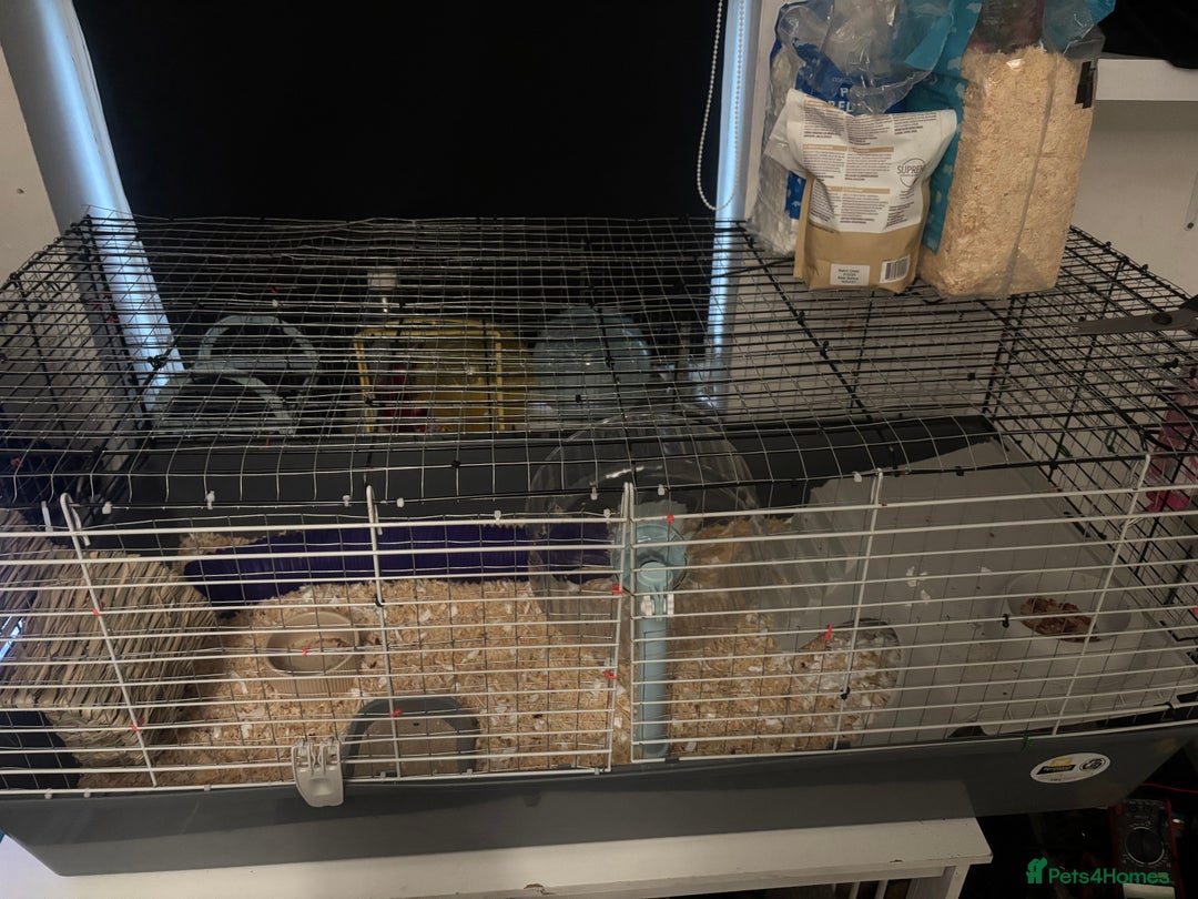 Hamster rodents for sale: Beautiful Grey Hamster COMES WITH EVERYTHING! - Advert 3