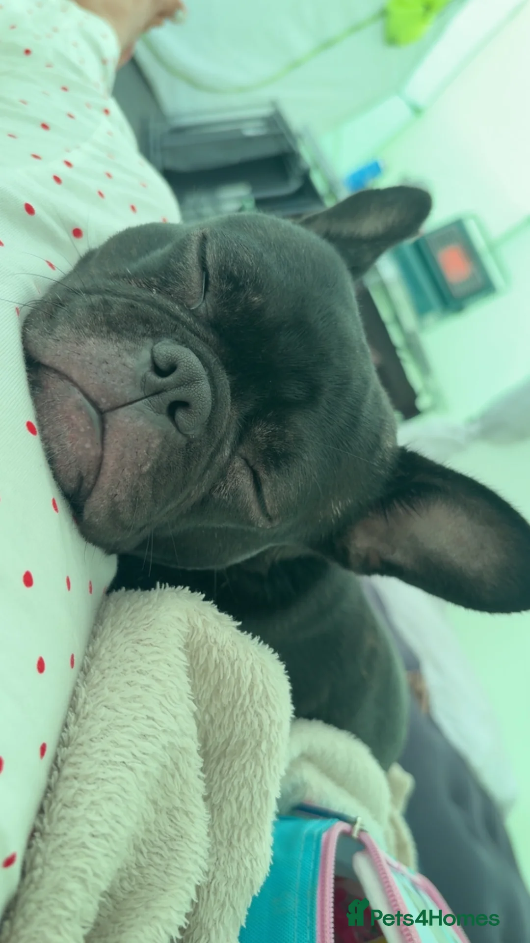 Frug dogs for sale: Rehoming our frugs  - Advert 2