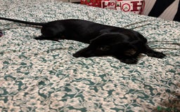 Mixed Breed dogs for sale: Beautiful boy  - Image 13