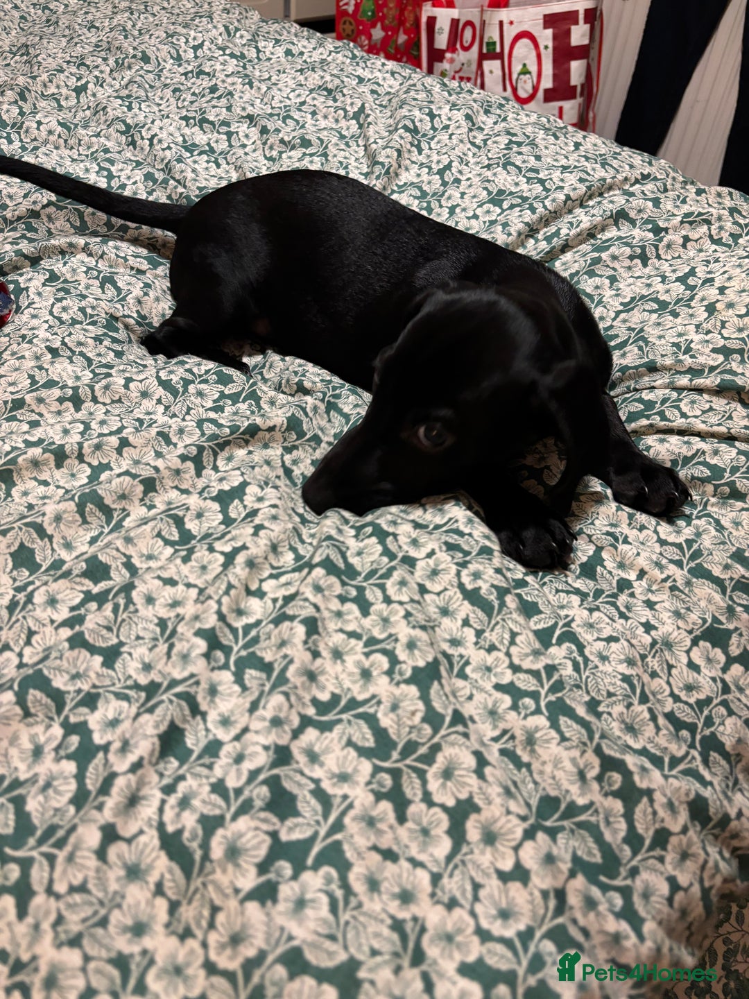 Mixed Breed dogs for sale: Beautiful boy  - Image 13