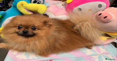 Pomeranian dogs - Advert 2