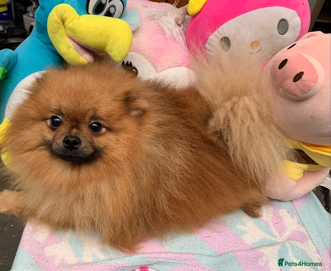 Pomeranian dogs for sale: Pomeranian boy in Belfast - Image 3