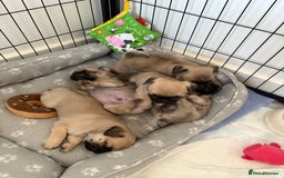 Pug dogs for sale: 🐾 💖Pugs & Kisses Available Here!🐾💖  - Image 2