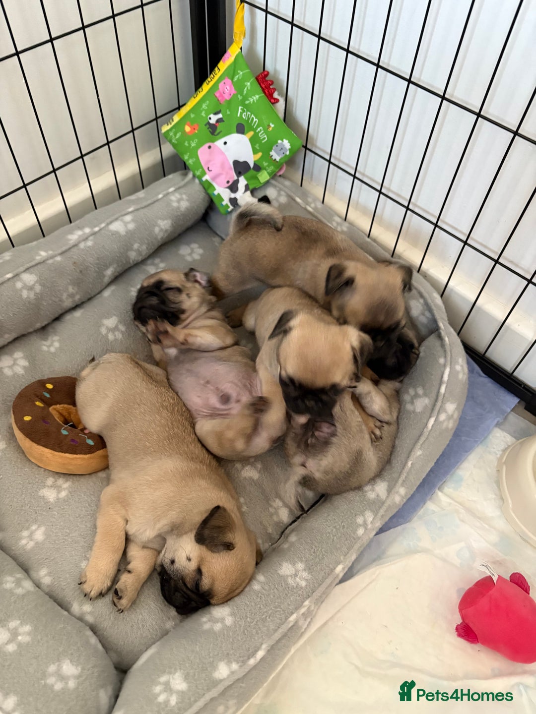 Pug dogs for sale: 🐾 💖Pugs & Kisses Available Here!🐾💖  - Image 2