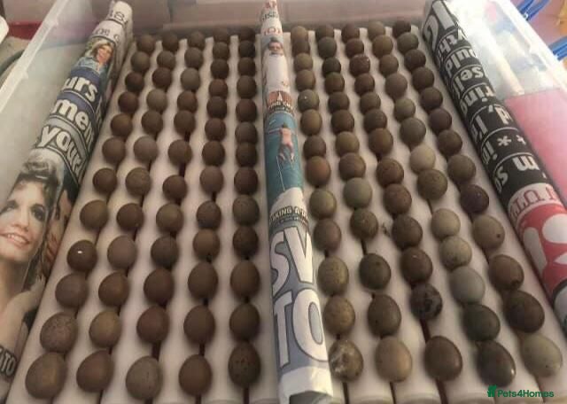 Quail poultry QUAILS EGGS/CHINESE PAINTED BUTTONS ! - Advert 7