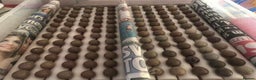 Quail poultry for sale: QUAILS EGGS/CHINESE PAINTED BUTTONS ! - Advert 1