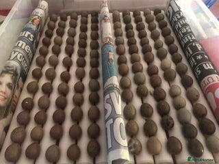 Quail poultry - Advert 1