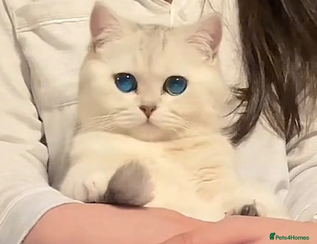 British Shorthair cats for sale: British Shorthair kittens- 2 Girls & 2 Boys in Birmingham - Advert 2