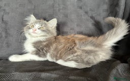 Mixed Breed cats for sale: Male Ragdoll/ Norwegian Forest cross kittens - Image 6