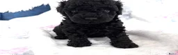 Mixed Breed dogs for sale: Toy / Mini  tiny puppies absolutely stunning!  - Advert 16