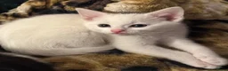 Mixed Breed cats for sale: Kittens - Advert 24