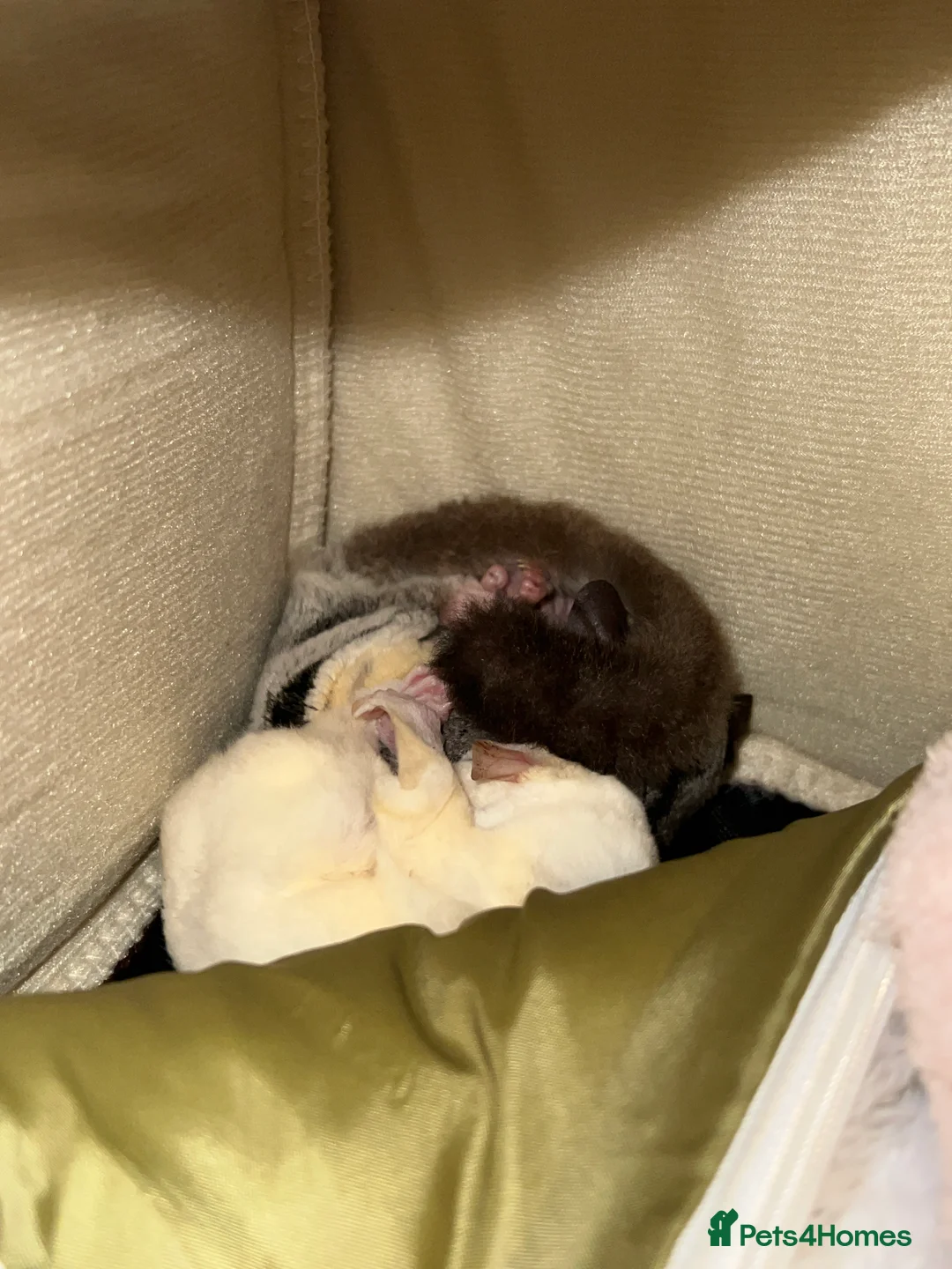 Sugar Glider rodents for sale: selling both sugar gliders  in West Drayton - Advert 11